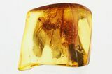 Detailed Fossil Spider (Araneae) In Baltic Amber #346615-1